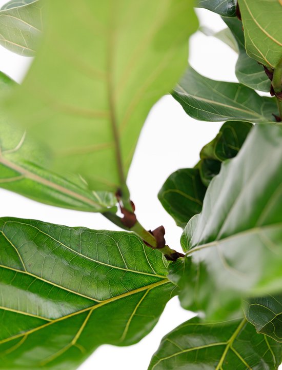 Grote Ficus Lyrata (Tabaksplant) kamerplant| Kamerplant in pot |  ↕ Hoogte 130cm | Ø27cm