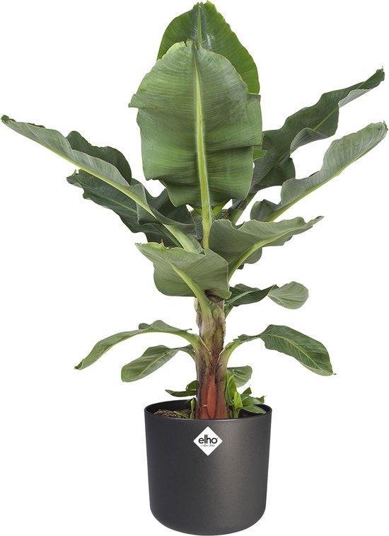 Musa Dwarf Cavendish Tropicana oftewel Bananenplant - Kamerplant Pot ⌀27 cm - in ELHO® B.FOR SOFT sierpot anthracit - Hoogte ↕80 cm