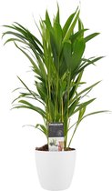 Hellogreen Kamerplant - Goudpalm Areca Dypsis Lutescens - ↕ 45 cm - Elho B.For Soft wit