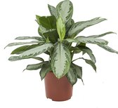 Hellogreen Kamerplant - Aglaonema Silver Bay - ↕ 70 cm