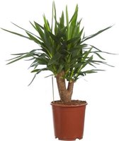 Hellogreen Kamerplant - Yucca Palmlelie – ↕ 80 cm