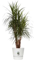 Hellogreen Kamerplant - Dracaena Drakenbloedboom Marginata - ↕ 130 cm - Elho Greenville sierpot wit