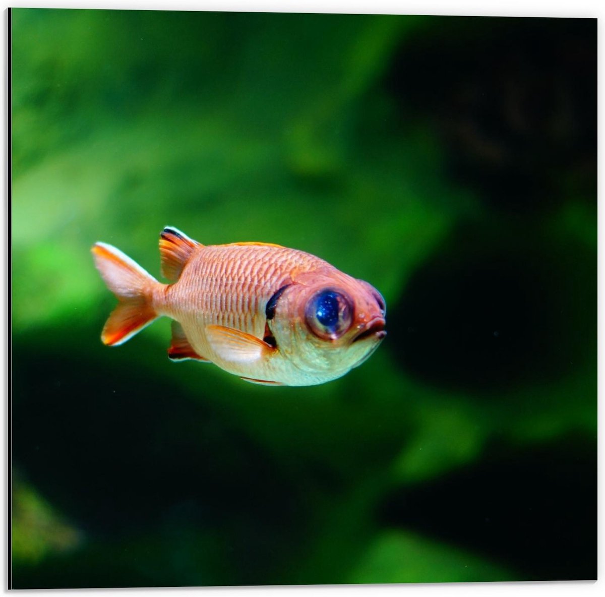 Dibond - Rode Vis in Aquarium - 50x50cm Foto op Aluminium (Met Ophangsysteem)