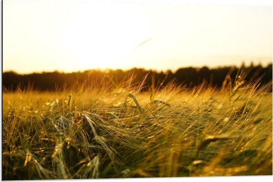 Dibond - Gerst in een Veld met Zonsondergang  - 90x60cm Foto op Aluminium (Met Ophangsysteem)