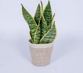 Kamerplant Sansevieria Laurentii - Vrouwentong - ± 40cm hoog - In trendy mand