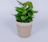 Coffea Arabica - Koffieplant - in trendy mand