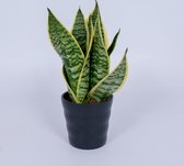 Kamerplant Sansevieria Laurentii - Vrouwentong - ± 40cm hoog - In zwarte sierpot