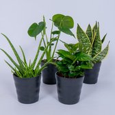 4 Kamerplanten - Aloe Vera, Monstera, Sansevieria & Koffieplant - In zwarte pot -geen groene vingers nodig