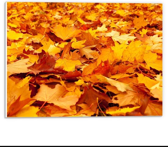 Forex - Grond Bedekt met Oranje Herfstblaadjes  - 40x30cm Foto op Forex