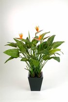 Strelitzia Nicolai in Rugged Patt chocolate | Paradijsvogelplant