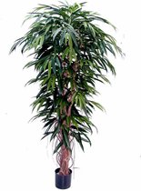 Areca Lutescens in Nature Rib Egg Planter bruin | Goudpalm