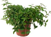 Peperomia Angulata Rocca Scuro | Vetplant Peperomia