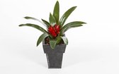 Philodendron Imperial Red hydrocultuur in Runner vierkant wit | Philodendron