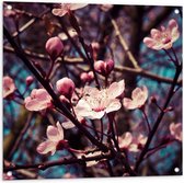 Tuinposter – Roze Bloesem - 80x80cm Foto op Tuinposter  (wanddecoratie voor buiten en binnen)