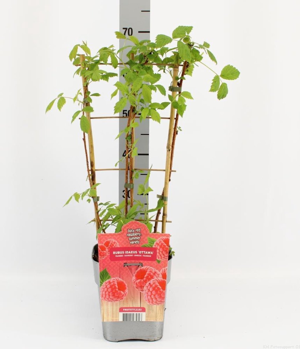 Fruitplant - Rubus idaeus 'Heritage' - Rode Framboos - op rek - Hoogte 60 / 70 Cm