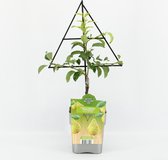 Fruitplant Peer op driehoek rek - Pyrus communis 'Conference' - hoogte 60 / 70 cm
