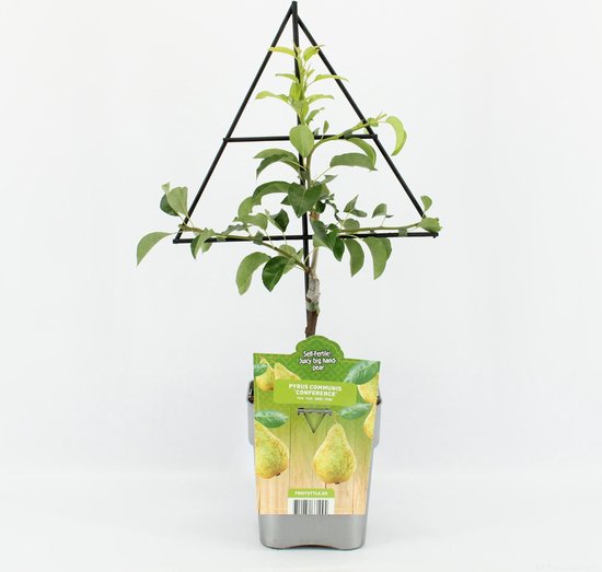 Levenscyclus Van Bonenplanten. Groeistadia Van De Bloei- Tot De Bloei Tot En Fruitplant Bloempot Ge%c3%afsoleerd Op Wit Zaai Een Die Witte Achtergrond Image247390040