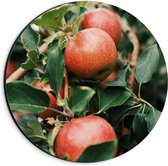 Dibond Wandcirkel - Appels aan een Tak  - 20x20cm Foto op Aluminium Wandcirkel (met ophangsysteem)