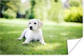 Poster Labrador puppy in tuin - 180x120 cm XXL