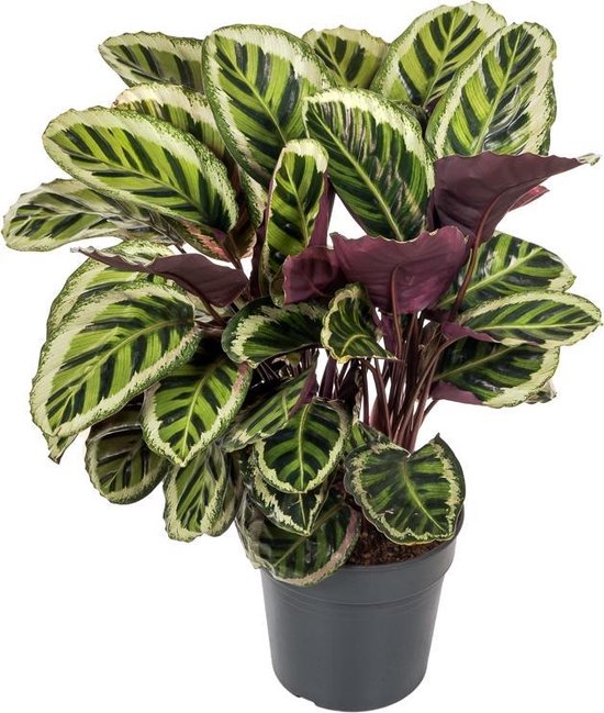 Calathea Angela 80 cm | bol