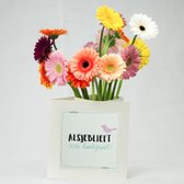 Bloomincard Germini - Alsjeblieft een dankjewel - bloemen en boeketten - Verse Gerbera's met unieke vaas - Bedanken met Germini's en speciale kaart die je om kunt toveren tot vaas - in luxe d