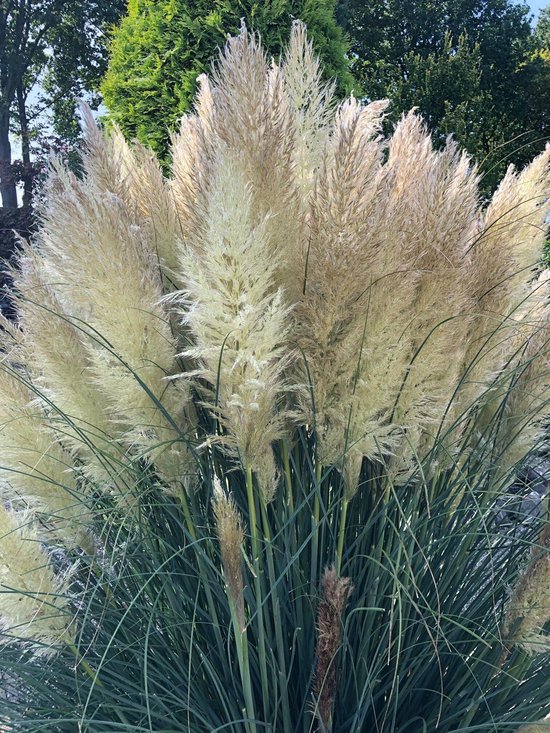 Foto: 6 x cortaderia selloana pumila pampasgras p9 pot 9 x 9cm dima vaste planten