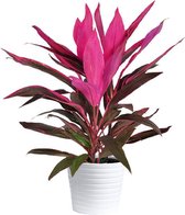 Cordyline terminalis Dracaena fruticosa ‘Red Sister’ Huiskamer Kantoor plant