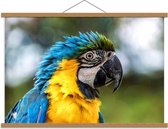 Schoolplaat – Blauw/Gele Papegaai Opzijkijkend - 90x60cm Foto op Textielposter (Wanddecoratie op Schoolplaat)