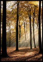 Poster Forest Sunshine - 30x40 cm - Natuur Poster - WALLLL