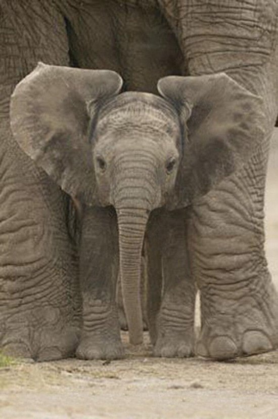 Baby olifant poster formaat 61 x 91.5 cm.