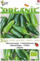 Buzzy Organic - Piment Jalapeno (Capsicum annuum)