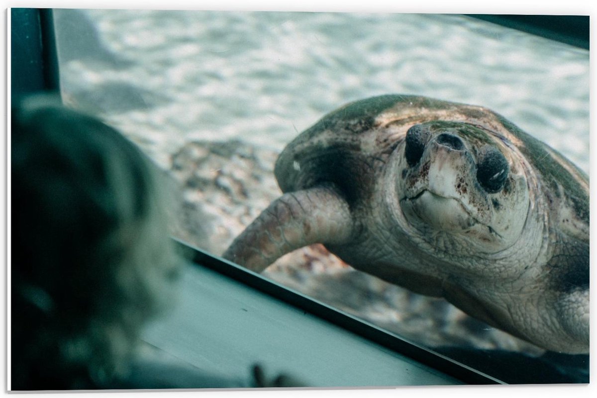 Forex - Schildpad in Aquarium - 60x40cm Foto op Forex