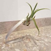 luchtplantje tillandsia standaard design