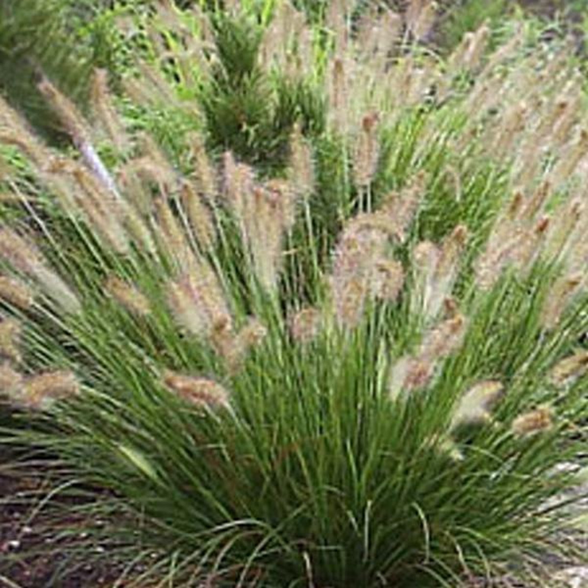Pennisetum alopecuroides'Hameln'- pot 9x9 cm - Lampenpoetsersgras afbeelding