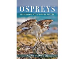 Ospreys