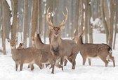 Tuinposter | Tuindoek - Herten