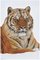 Poster Siberische tijger