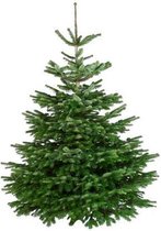Echte kerstboom Nordmann Excellent - gezaagd - hoogte 150cm tot 175cm