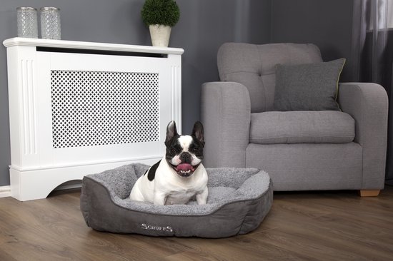 Franse buldog met zwarte vlekken, lachend in een grijze Scruffs mand.