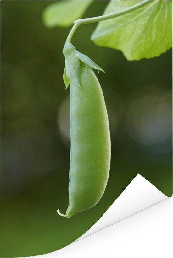 Cosse De Petit Pois à La Poêle Soupe Glacée De Cosses De Petits Pois Et Menthe Cosse De Petit Pois à La Poêle Soupe Glacée De Cosses De Petits Pois Et Menthe