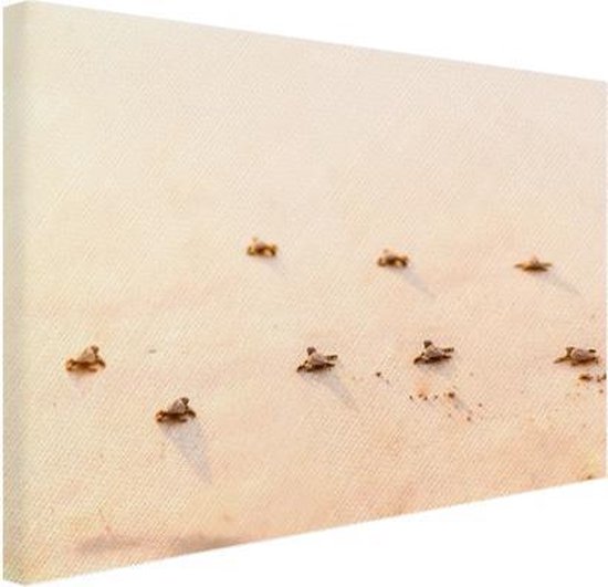 Canvas schilderij 180x120 cm - Wanddecoratie Baby schildpadden fotoprint - Muurdecoratie woonkamer - Slaapkamer decoratie - Kamer accessoires - Schilderijen