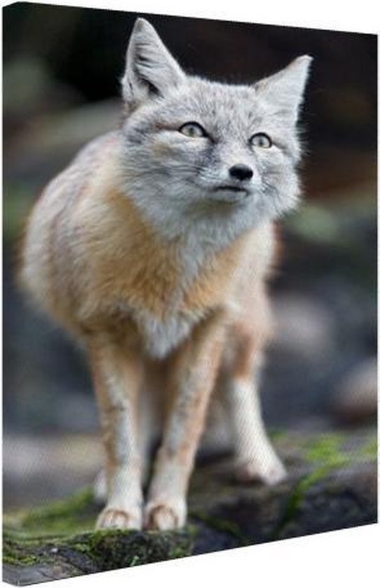 Toile Steppevos 80x120 cm - Tirage photo sur toile (Décoration murale salon / chambre) / Peintures sur toile Animaux