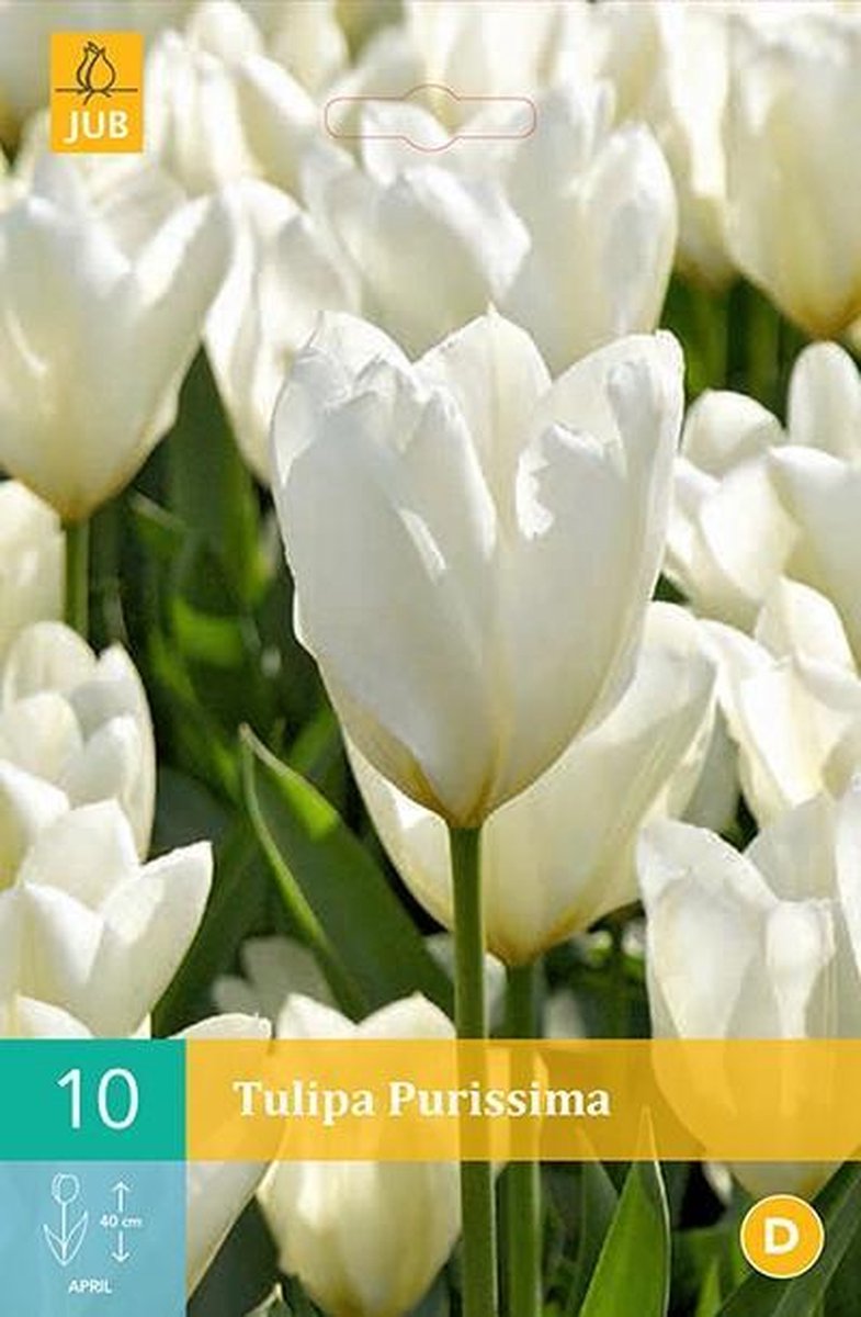 Tulipa Purissima - Fosteriana tulp - set van 10 stuks
