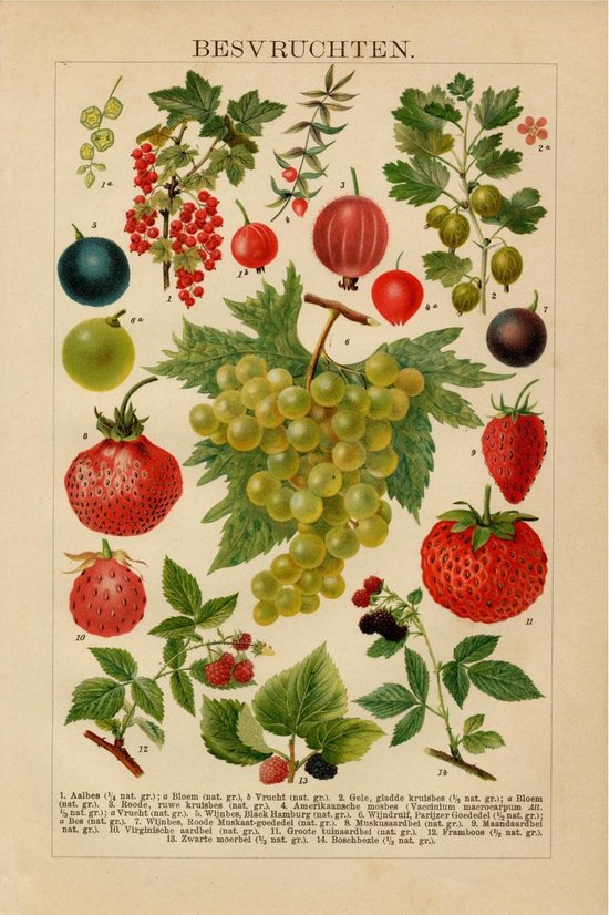 Besvruchten, mooie vergrote reproductie van een oude plaat met soorten bessen, frambozen, aardbeien, druiven uit ca 1910