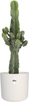 Cactus van Botanicly – Cowboycactus incl. witte cilindrische sierpot als set – Hoogte: 59 cm – Euphorbia ingens