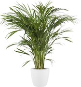 Kamerplant van Botanicly – Goudpalm incl. sierpot wit als set – Hoogte: 90 cm – Areca dypsis lutescens