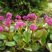 6 x Bergenia Cordifolia - Plante des savetiers godet 9cm x 9cm