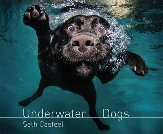 Zwarte labrador zwemt onder water met een verbaasde uitdrukking, bubbels stijgen op.