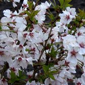 Prunus Nipponica 'Brillant' - Sierkers 60-80 cm pot