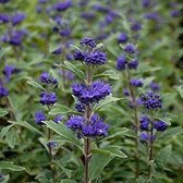Caryopteris Clandonensis 'Grand Blue' ('Inoveris') - Blauwe Spirea - 30-40 cm in pot: Struik met diepblauwe bloemen in de late zomer.
